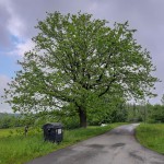 Pomnik przyrody Quercus robur