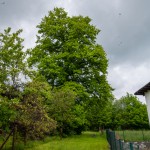 Pomnik przyrody Quercus robur