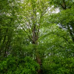 Pomnik przyrody Acer pseudoplatanus