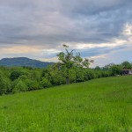 Pomnik przyrody Acer pseudoplatanus