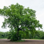 Pomnik przyrody Quercus robur