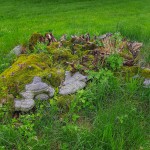 Pomnik przyrody Tilia platyphyllos