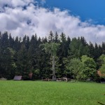 Pomnik przyrody Acer pseudoplatanus