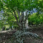 Pomnik przyrody Fagus sylvatica