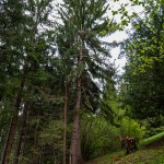 Pomnik przyrody Pinus sylvestris
