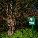 Pomnik przyrody Taxus baccata